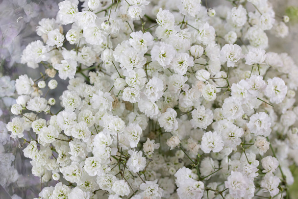 Flores blancas pequeñas que florecen Gypsophila. Fondo de textura de flores blancas. Cerca de las flores de Gypsophila
 - Foto, Imagen