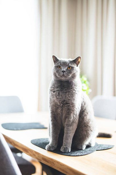 Гордый кот сидит дома на столе. Порода коротышек Великобритании
 - Фото, изображение
