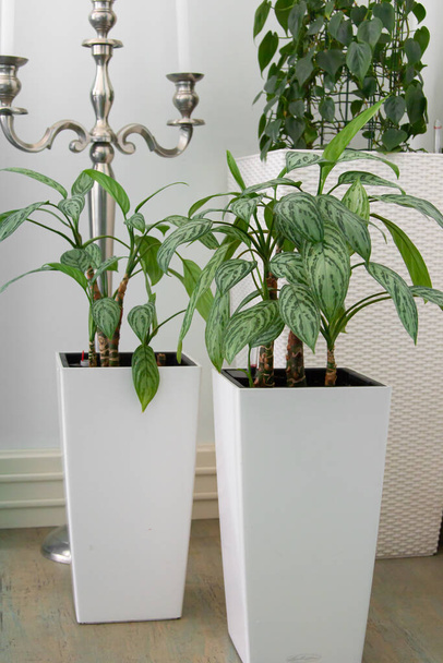 Grands pots blancs avec aglaonema dans l'espace decarring. Botanique. Le concept d'aménagement paysager dans les cafés et les restaurants
 - Photo, image