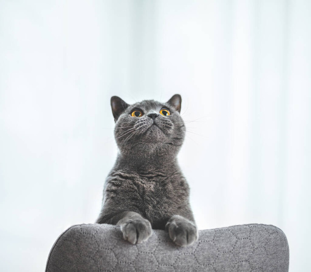 Gato británico juguetón asomándose y mirando hacia arriba. Británica taquigrafía crianza
 - Foto, Imagen