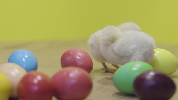 Little chickens and colorful easter eggs on yellow background. Fluffy chicks - Video