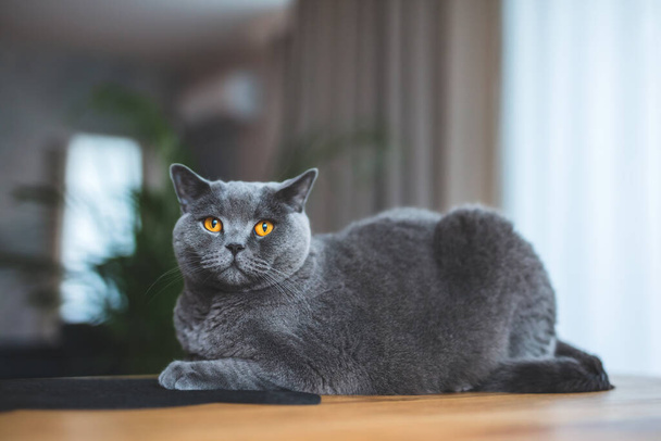 Ylpeä kissa makaa pöydällä kotona. Britannian oikosulku rotu
 - Valokuva, kuva