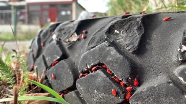 Las chinches de fuego se asentaron en los huecos entre las huellas del neumático viejo (Pyrrhocoris apterus
) - Metraje, vídeo