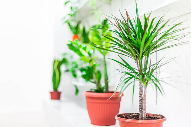 Green potted houseplants home decoration on white background. Home gardening concept. Indoor garden in bright light scandinavian style - 写真・画像