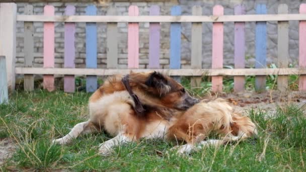 Ruský pes bez domova s obvazem na krku okusuje a olízne tlapu, aby se zbavil blech - Záběry, video