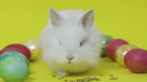 White easter bunny eating feed between eggs on yellow background. Close up - Felvétel, videó