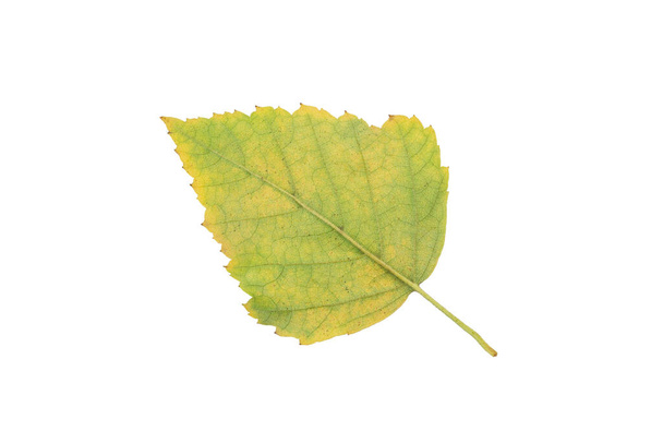 Yellow autumn birch tree leaf cut out on white background. - Foto, Imagem