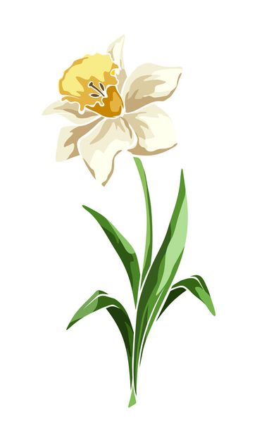 Narcissus flower isolated on white. Vector illustration. - Vecteur, image