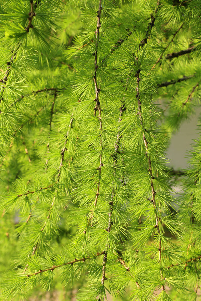 Grüner Lärchenzweig mit frischen Blättern im Gegenlicht der Sonne, natürlicher Frühlingshintergrund - Foto, Bild