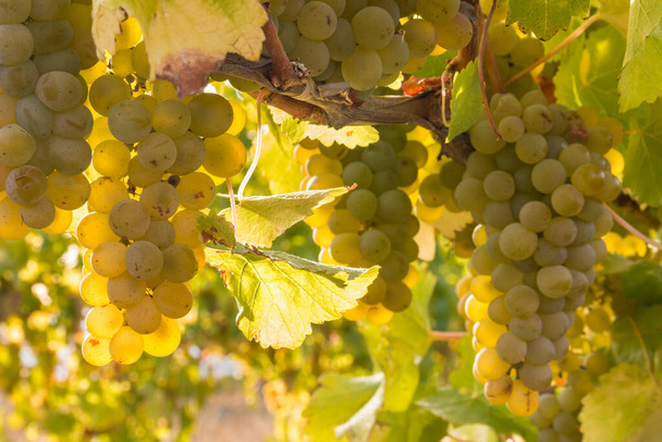bunches or backlit ripe Sauvignon Blanc grapes growing in organic vineyard at harvest time - Photo, Image