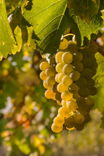 gros plan de raisins blancs mûrs riesling poussant dans un vignoble biologique avec fond flou
 - Photo, image