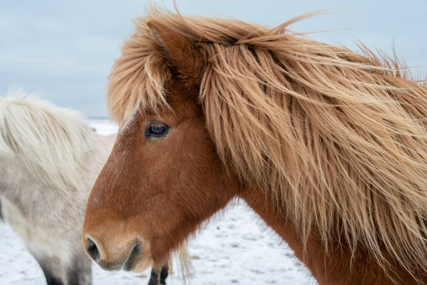 soffici cavalli icelandici al tramonto in inverno
 - Foto, immagini