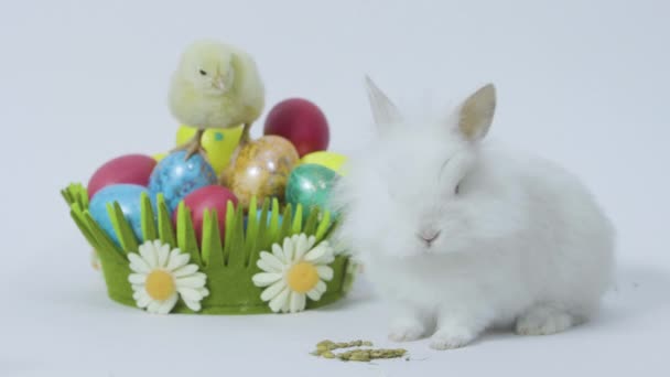 Easter bunny and little chick nearby holiday basket with eggs. White background - Materiał filmowy, wideo