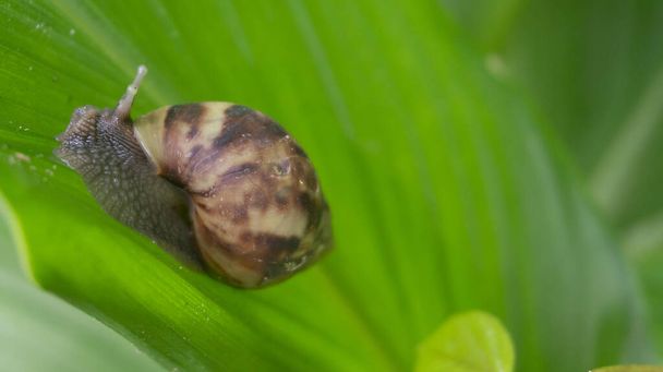 Achatina fulica, land snails belonging to the Achatinidae tribe. Originally from East Africa and spread to almost all corners of the world - Photo, Image