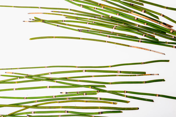 Green bamboo stems on a white background - Photo, Image