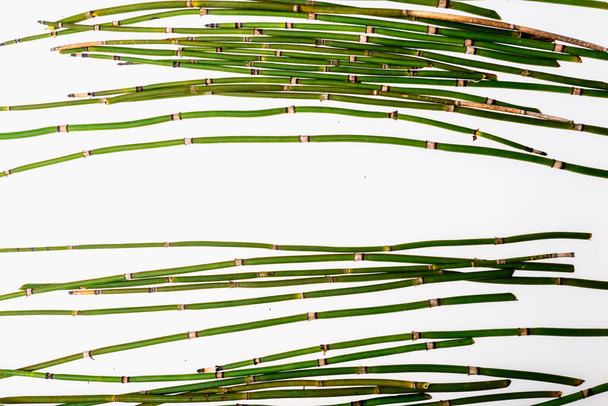 Tallos de bambú verde sobre un fondo blanco
 - Foto, imagen