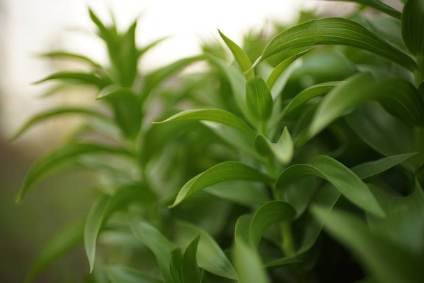 Grünbuschhaselhuhn-Blume wächst im Garten - Foto, Bild