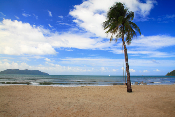 кокосовое дерево на белом песке
 - Фото, изображение