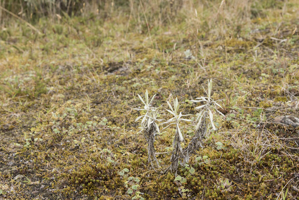 Chingaza National Natural Park. Paramo soil, with its characteristic native vegetation. Frailejones, espeletia, growing - Photo, Image