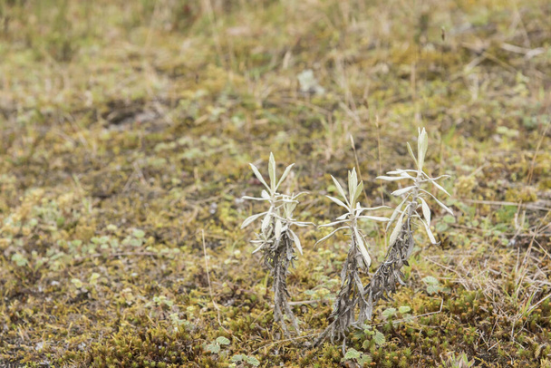 Chingaza-Nationalpark. Paramo Boden, mit seiner charakteristischen einheimischen Vegetation. Frailejones, espeletia, wachsende - Foto, Bild