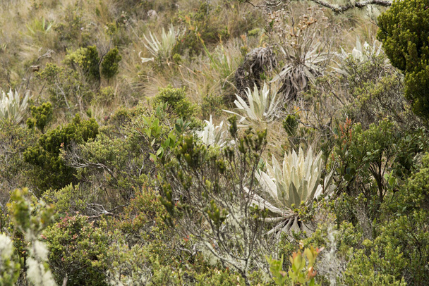 Εθνικό Φυσικό Πάρκο Τσινγκάζα, Κολομβία. Παράμο τοπίο: εγγενή βλάστηση, συμπεριλαμβανομένων frailejones, espeletia grandiflora. - Φωτογραφία, εικόνα