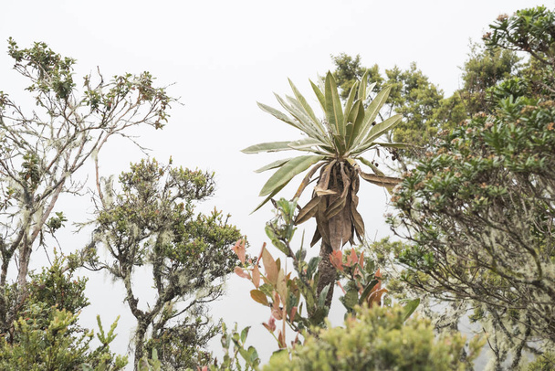 Chingaza Nationaal Natuurpark, Colombia. Typische vegetatie van de paramo, waaronder een frailejon, espeletia uribei. - Foto, afbeelding