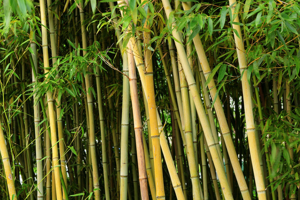 bamboebos - Foto, afbeelding