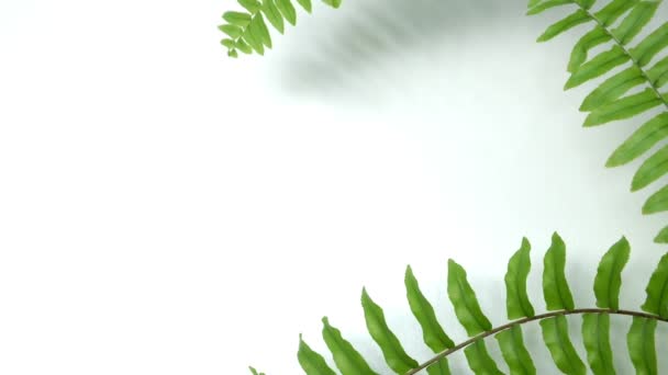 Zelená kymácející kapradí listy jemným větrem vánek na jaře léto na bílé prázdné dřevěné zdi prázdný stůl pozadí - Záběry, video