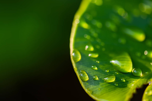 Een close-up shot van waterdruppels op de groene bladeren Donkergroene natuurlijke achtergrond voor kopieerruimte. - Foto, afbeelding