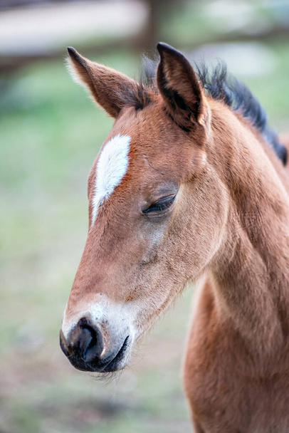 Portrait of dreaming beautiful foal in spring - Photo, Image