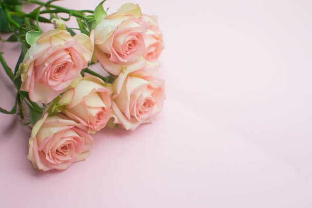 Рожеві троянди на рожевому тлі. крупний план. вибірковий фокус
 - Фото, зображення