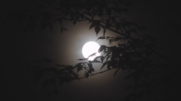 Полная луна в ночь, силуэты деревьев
 - Кадры, видео