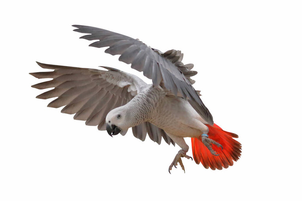 Afrika gri papağanı beyazın üzerinde tek başına uçuyor.. - Fotoğraf, Görsel