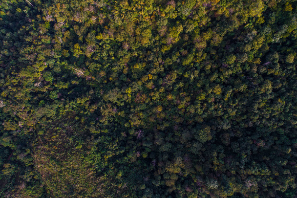 Green tree forest in deep mountain nature background aerial view - Fotografie, Obrázek
