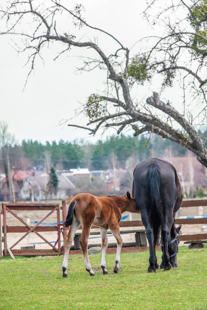 Female horse eats grass and a foal suckles a mare in a farm yard in spring. - Foto, imagen