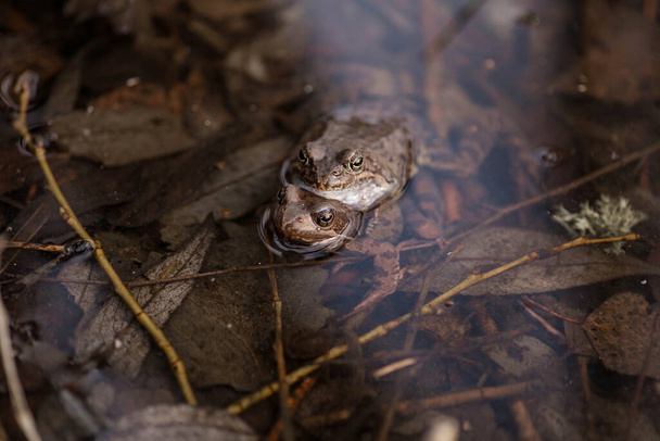 Běžné žáby párující se v jezírku. Pár žab sedí v řece a na jaře se těší slunečnímu svitu. Jaro v Bělorusku. Detailní foto dvou žab. - Fotografie, Obrázek