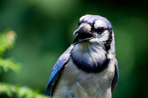 Blue Jay Profile - Фото, изображение