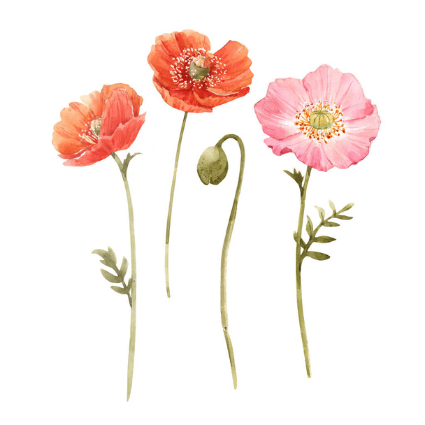 Beautiful watercolor floral set with red and pink poppy flowers. Stock illustration. - Foto, Imagem