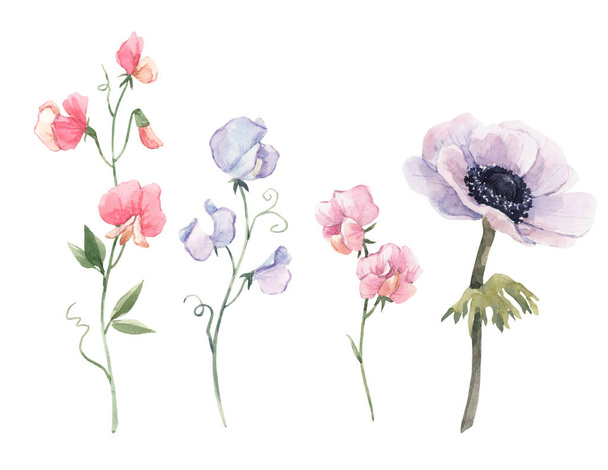 Beautiful watercolor floral set with anemone and sweet pea flowers. Stock illustration. - 写真・画像