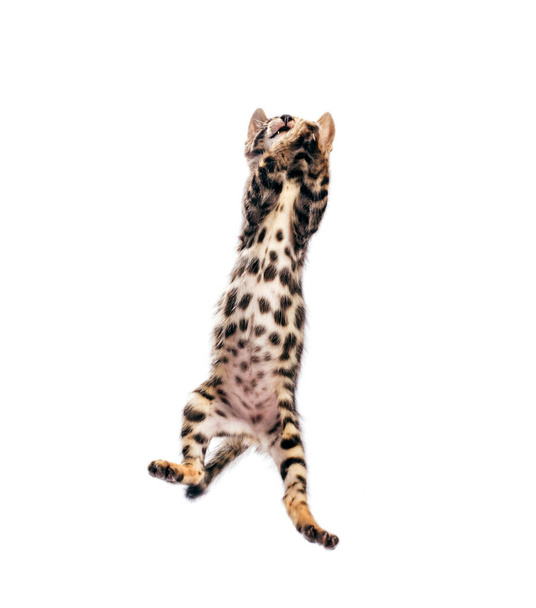 Gato de bengala pulando alto, isolado no fundo branco. Puro-sangue
 - Foto, Imagem