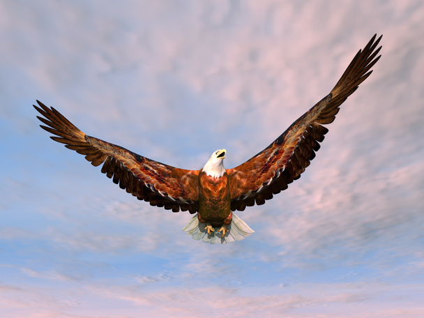 Águila marina
 - Foto, Imagen