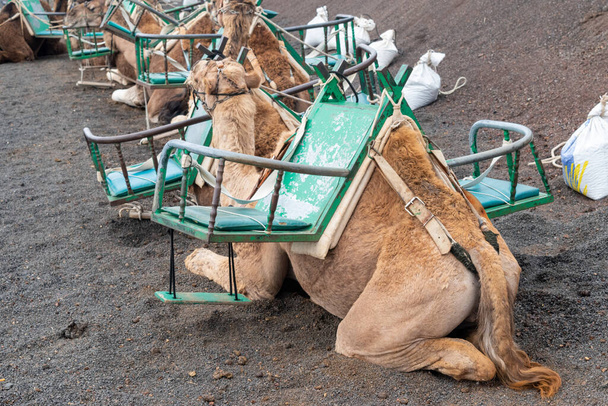 velbloudi odpočívající se sedly na ostrově - Fotografie, Obrázek