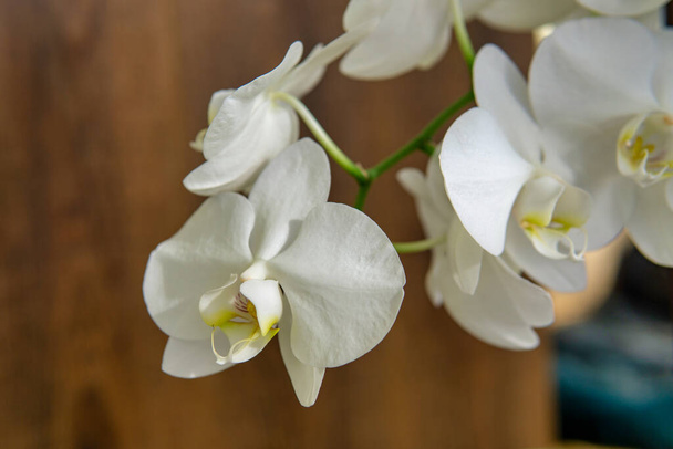 Piękny tłum orchidei. Flora domu, kwitnąca orchidea z bliska. Piękna roślina w domu. Strona główna Kwiaty i pielęgnacja kwiatów w ekstremalnym widokiem z bliska. - Zdjęcie, obraz