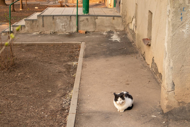 Dakloze katten. Katten lopen langs de straat. - Foto, afbeelding