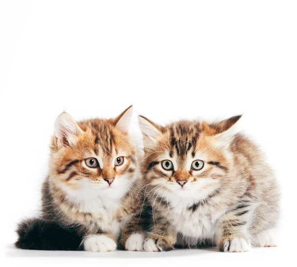 Сибірські кішки - зображення двох кошенят з одного приплоду, ізольованих на білому тлі. Вирощені - Фото, зображення