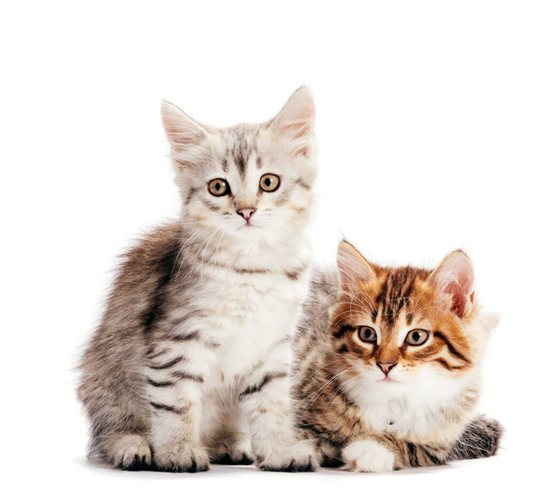 Siperian kissat, muotokuva kahdesta kissanpennusta samasta pentueesta valkoisella pohjalla. Puhdistettu
 - Valokuva, kuva