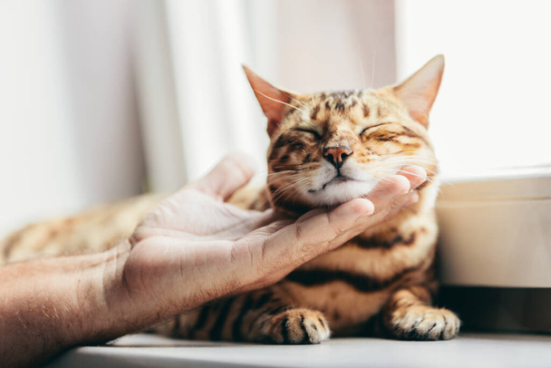 Szczęśliwy kot bengalski uwielbia być głaskany ludzką ręką pod brodą. Leżąc zrelaksowany na parapecie i uśmiechnięty - Zdjęcie, obraz