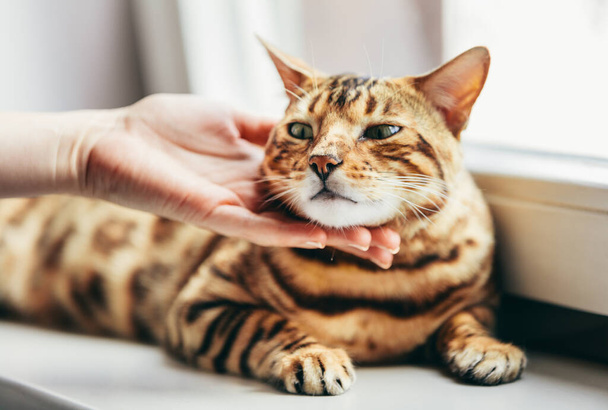 Happy Bengal cat loves being stroked by woman's hand under chin. Lying relaxed on window sill - Φωτογραφία, εικόνα