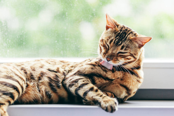 Katzenpfleger putzt sich sein Fell, während er sich auf der Fensterbank ausruht. Bengalische Katze. Stacheln auf der Zunge der Katze sichtbar - Foto, Bild