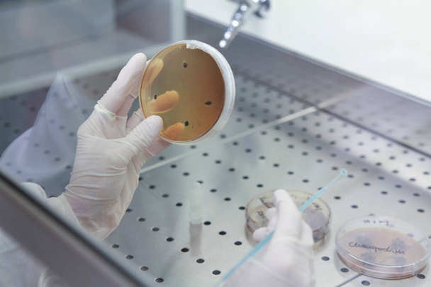 Scientist examining petri dish - Фото, зображення